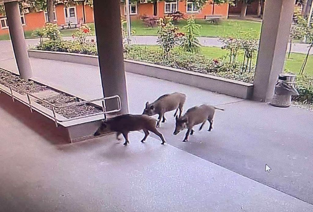 Divlje svinje na Jankomiru