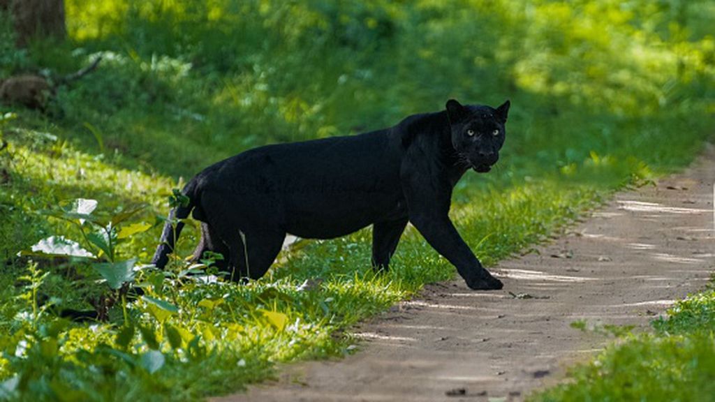 Crna pantera u Vojvodini