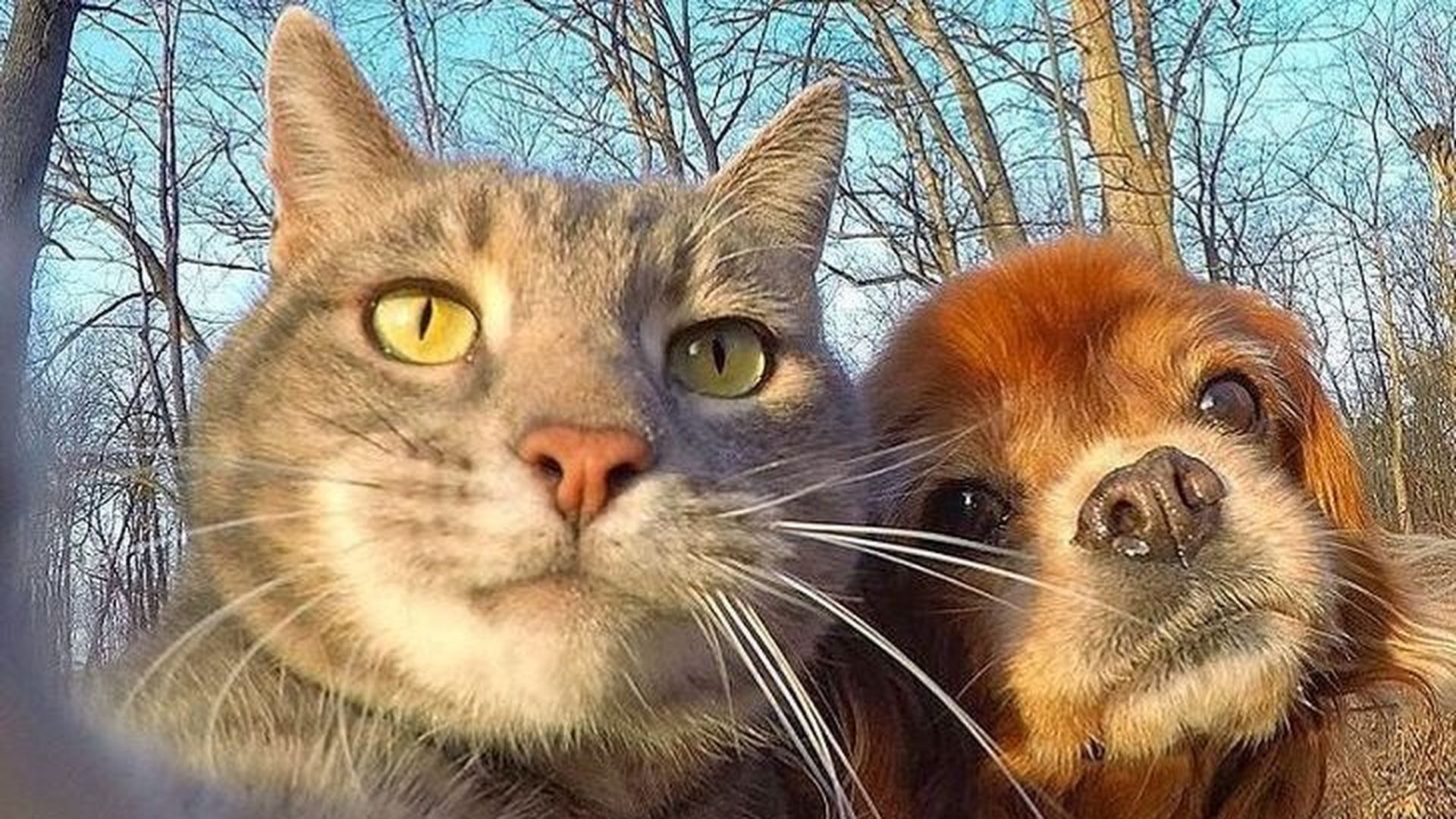 Обои кот селфи фото