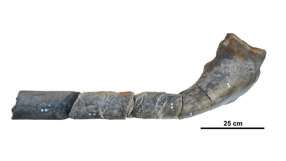 Ihtiosaur (Ilustracija: Nobumichi Tamura)