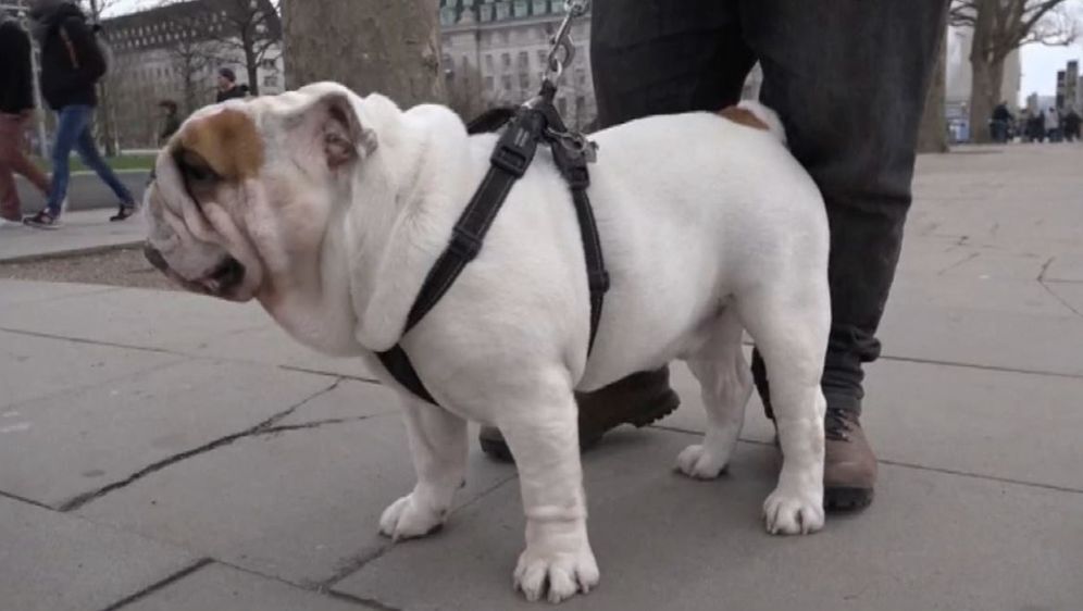 Optužnica protiv splitskog veterinara (Foto: Dnevnik.hr) - 2