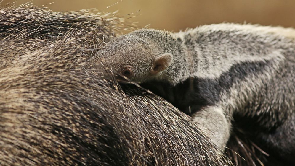 Bebe u zoološkom (Foto: ZOO Zagreb) - 2