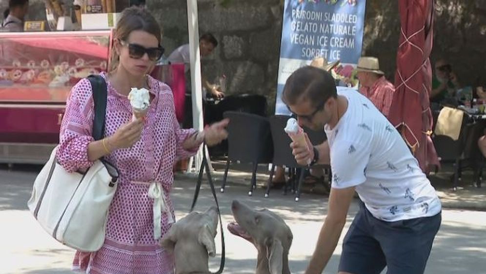 Psi na ljetovanju (Foto: Dnevnik.hr)