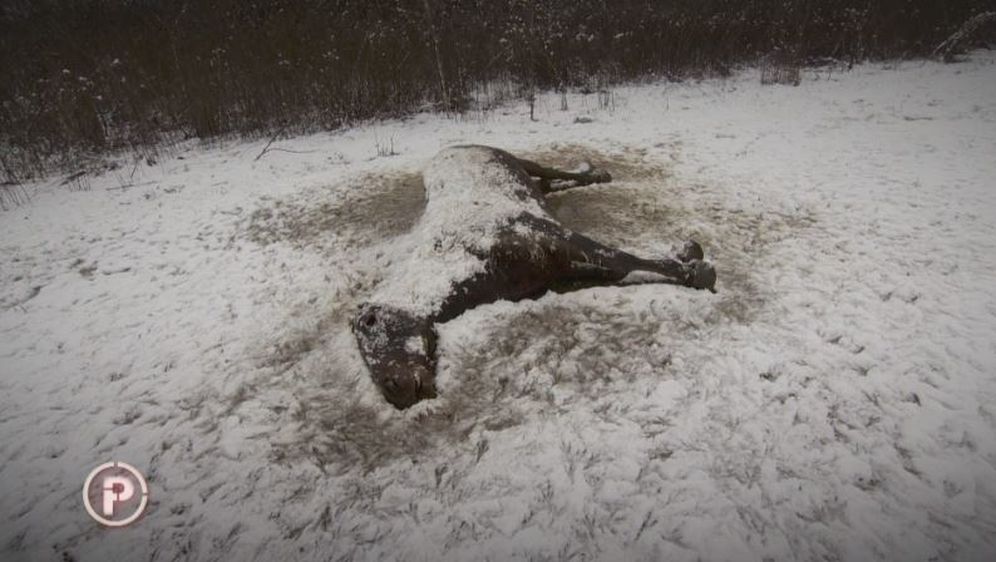 Problem konja ukazao je na nespremnost države da se obračuna s problemima (Foto: Dnevnik.hr) - 5