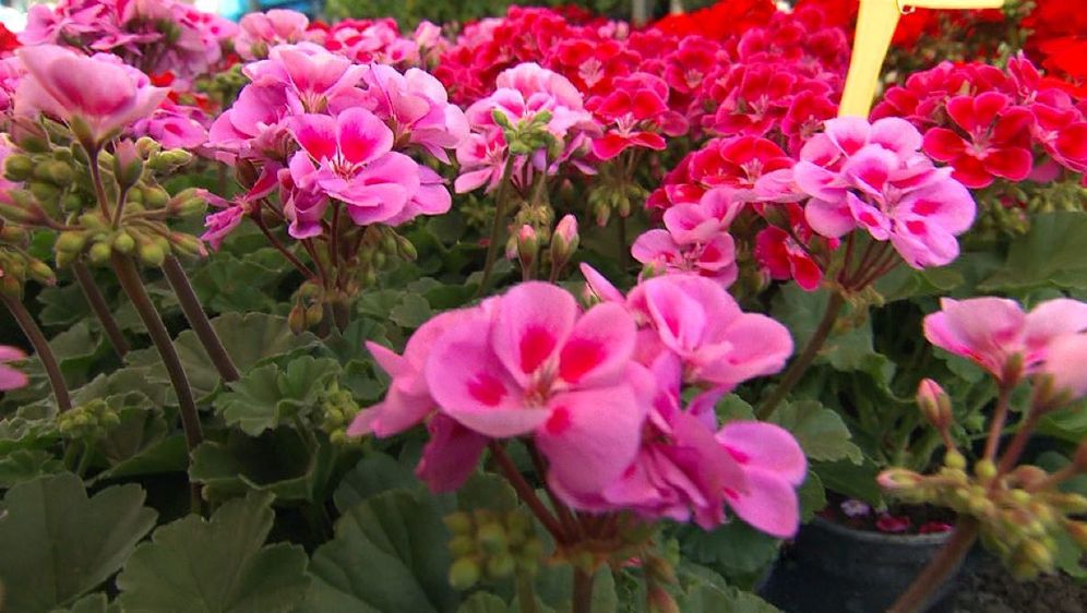 Floraart (Foto: Dnevnik.hr) - 2