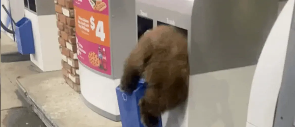 Medvjedić zaglavljen u kanti za smeće