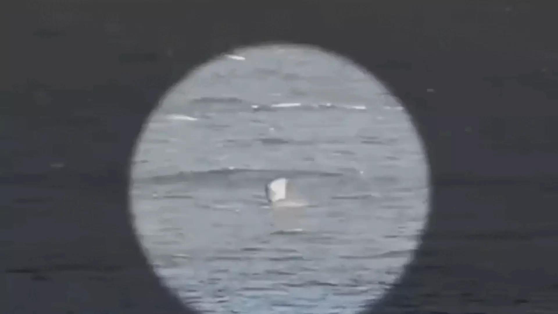 VIDEO Surfer preživio napad morskog psa: "Udarao sam ga i borio se s njim"