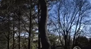 Nezgoda pri rušenju stabla