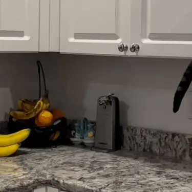 Mačak usred krađe iz kuhinjskog ormarića