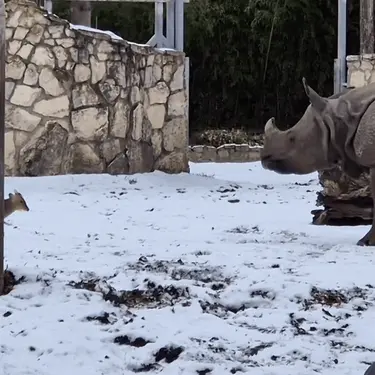 Mali jelen protiv nosoroga u poljskom u zoološkom vrtu