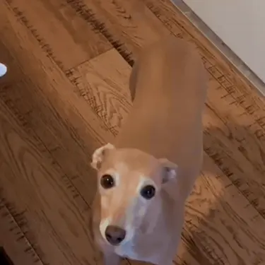 Talijanski hrt kako zove svoju vlasnicu