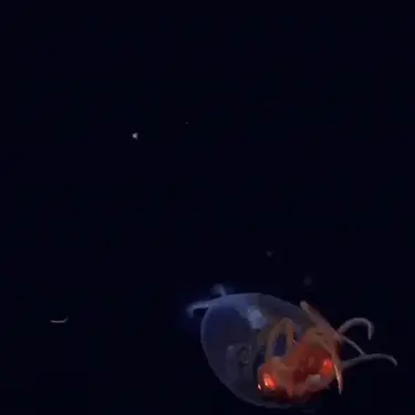 Mlada divovska lignja u svom prirodnom staništu