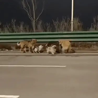 Neobični psi u bijegu od otimača u Kinu