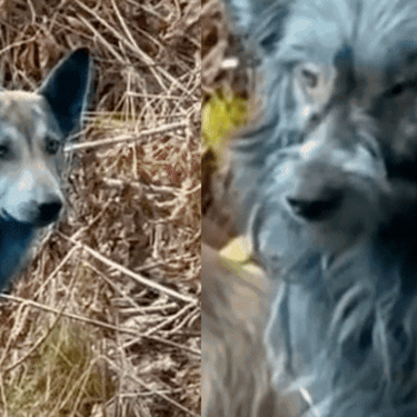 Plavi psi u Černobilu