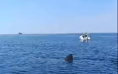 VIDEO Golema psina snimljena u Istri, plivala između brodica