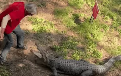 Hrabrost ili ludost? Zabilježili bliske susreta za životinje koji nisu za one slabog srca