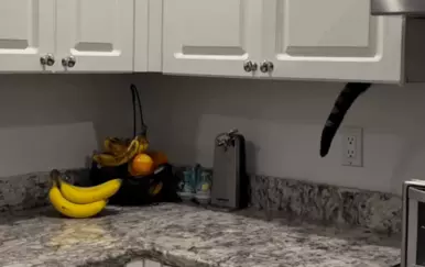 Video mačka provalnika postao hit! Pogledajte ovaj pokušaj krađe