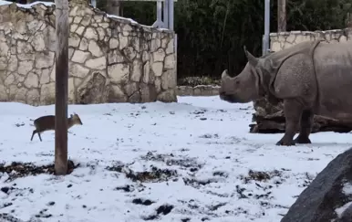 Neočekivani dvoboj u zoološkom vrtu osvojio društvene mreže! Ovo morate vidjeti
