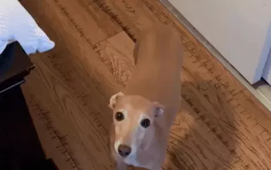 Njezin pogled sve govori! Što je ovaj pas tražio od vlasnice raznježilo je publiku