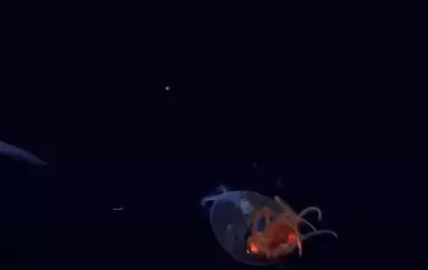 Znanstvenici otkrili prvo viđenje misterioznog stvorenja za koje mnogi misle da je mit