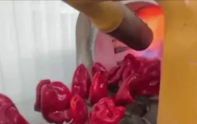 Snimka iz tvornice pečenih paprika iznenadila gledatelje: "Mislim da moja baka to nije tako radila"