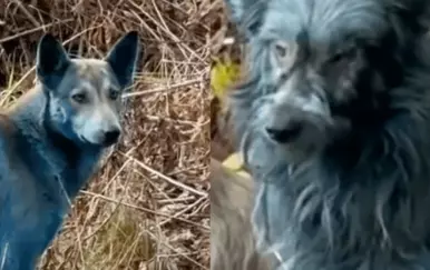 Znanstvenici primijetili plave pse na području Černobila! Prvo takvo viđenje