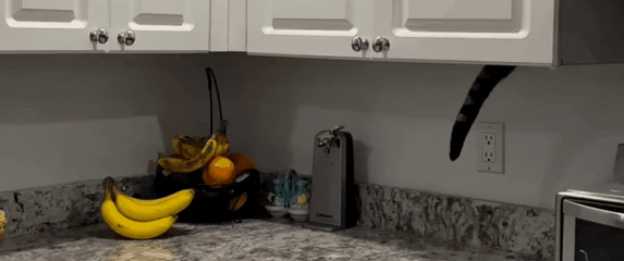 Mačak usred krađe iz kuhinjskog ormarića