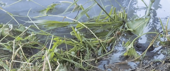 Otpadna voda u staklenci pri eksperimentu