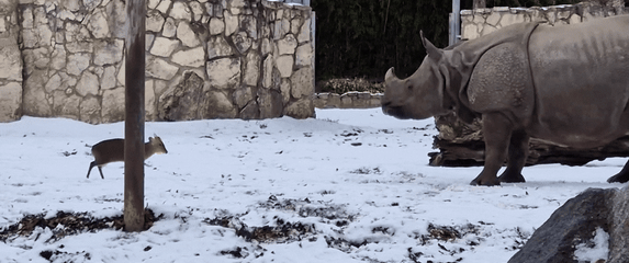 Mali jelen protiv nosoroga u poljskom u zoološkom vrtu