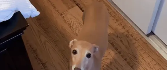 Talijanski hrt kako zove svoju vlasnicu