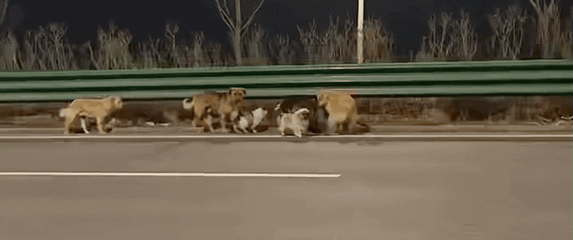 Neobični psi u bijegu od otimača u Kinu