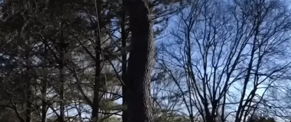 Nezgoda pri rušenju stabla