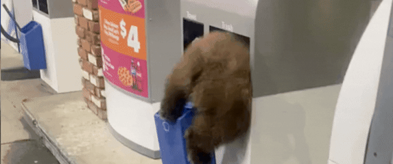 Medvjedić zaglavljen u kanti za smeće