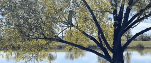 Puma skrivena u krošnji drveta na golf terenu