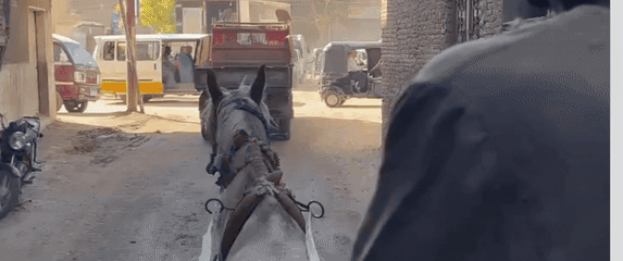 Dalmatinke pri vožnji kočijom u Egiptu