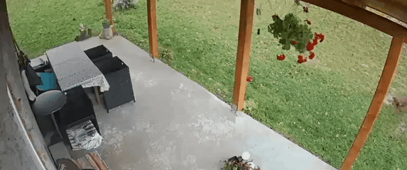 Pas jazavčar na nadzornoj kameri