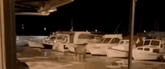 Vepar u šetnji Vodicama