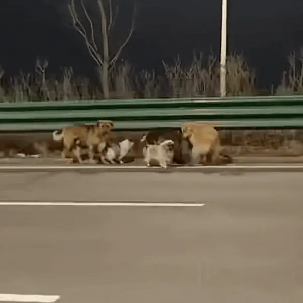 Nekoliko ukradenih pasa pobjeglo je s kamiona i vratili se svojim vlasnicima u priči koja je vrijedna filma