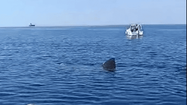 Golemu psinu opet snimili u Istri