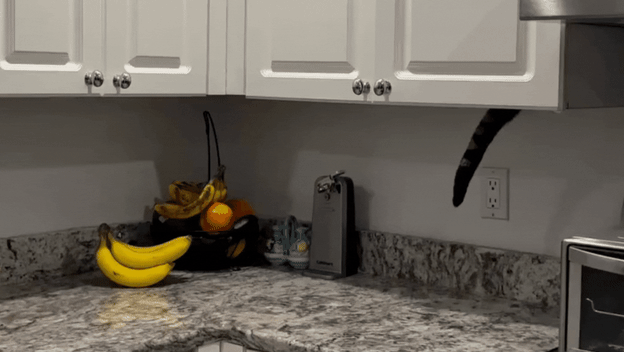 Mačak usred krađe iz kuhinjskog ormarića