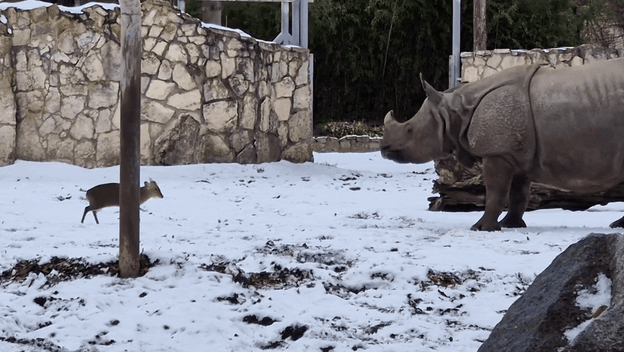 Mali jelen protiv nosoroga u poljskom u zoološkom vrtu