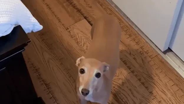 Talijanski hrt kako zove svoju vlasnicu