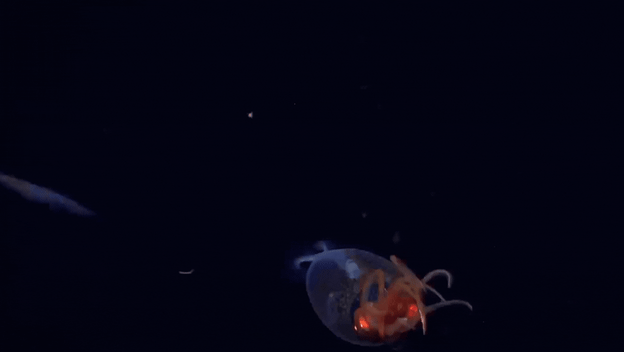 Mlada divovska lignja u svom prirodnom staništu