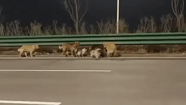 Neobični psi u bijegu od otimača u Kinu