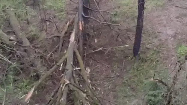 Stablo palo na kuću