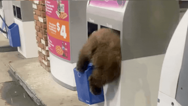 Medvjedić zaglavljen u kanti za smeće