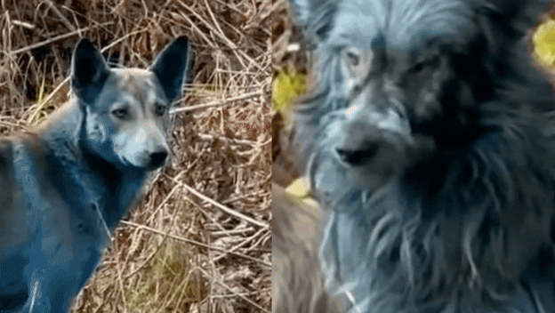 Plavi psi u Černobilu