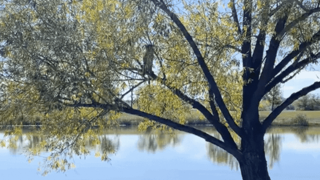 Puma skrivena u krošnji drveta na golf terenu