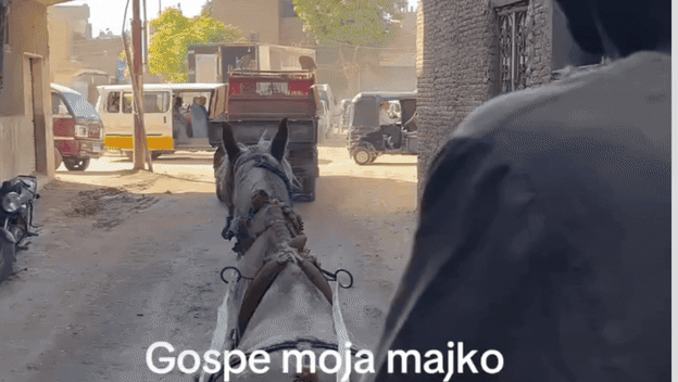 Dalmatinke pri vožnji kočijom u Egiptu