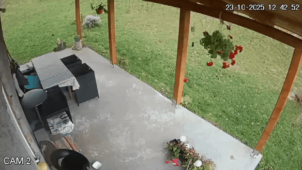 Pas jazavčar na nadzornoj kameri